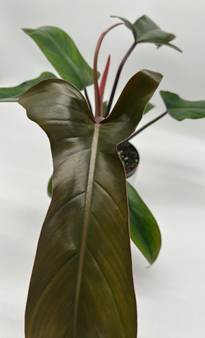 Philodendron ‘Florida Bronze’