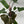 Philodendron ‘Florida Bronze’