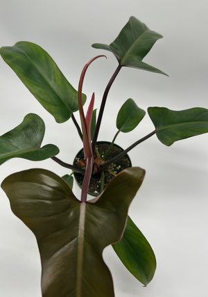 Philodendron ‘Florida Bronze’