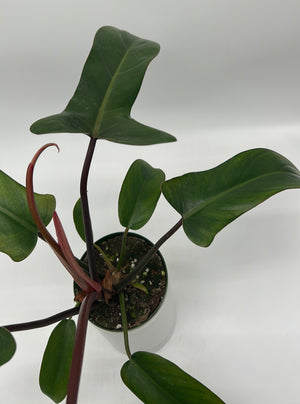 Philodendron ‘Florida Bronze’
