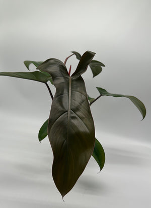 Philodendron ‘Florida Bronze’