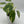 Variegated Philodendron ‘Emerald King’