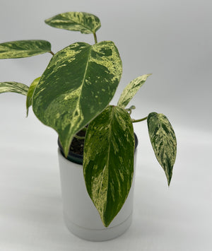 Variegated Philodendron ‘Emerald King’