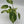 Variegated Philodendron ‘Emerald King’