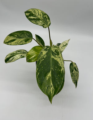 Variegated Philodendron ‘Emerald King’