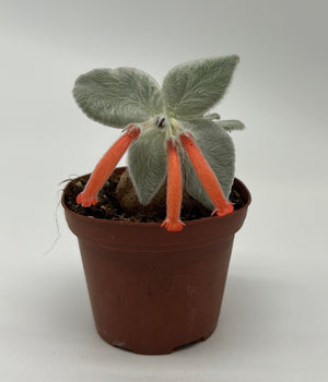 Sinningia Leucotricha Brazilian (Edelweiss)