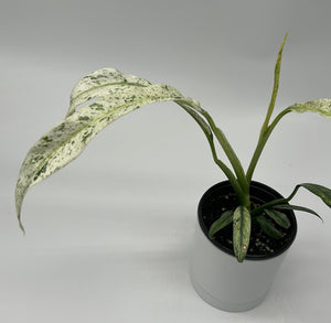 Epipremnum Giganteum ‘Marble Variegated'
