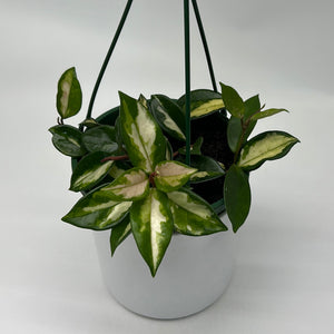 Hoya Carnosa