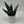 Aloe Aculeata