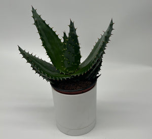 Aloe Aculeata
