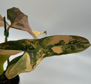 Philodendron 'Brown Beauty'