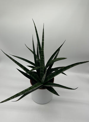 Sansevieria ‘Tiger Crown’