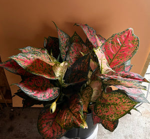 XL Aglaonema ‘Red Heart’
