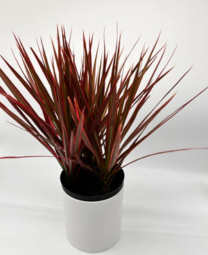 Dracaena Marginata 'Colorama'