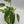 Variegated Philodendron ‘Emerald King’