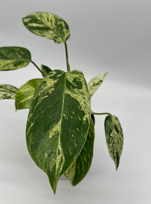 Variegated Philodendron ‘Emerald King’