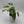 Variegated Philodendron ‘Emerald King’