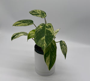 Variegated Philodendron ‘Emerald King’