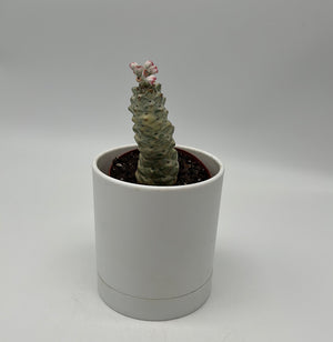 Euphorbia Monadenium Ritchiei