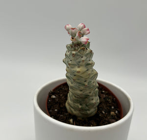 Euphorbia Monadenium Ritchiei
