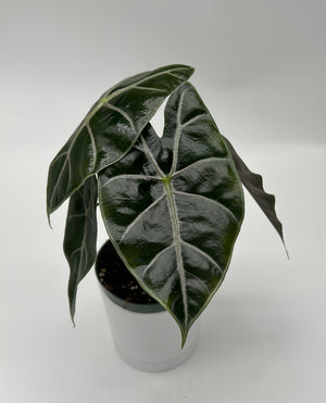 Alocasia Watsoniana 'Red Vein'