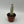 Euphorbia Monadenium Ritchiei