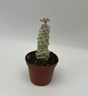 Euphorbia Monadenium Ritchiei
