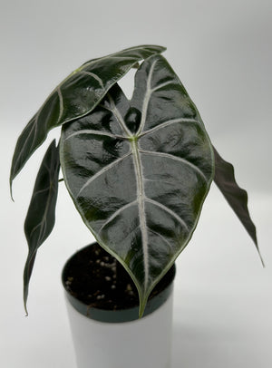 Alocasia Watsoniana 'Red Vein'
