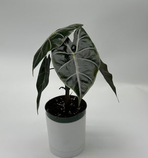Alocasia Watsoniana 'Red Vein'