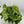 Philodendron Hederaceum ‘Variegata’
