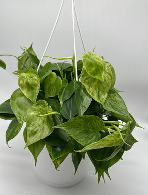 Philodendron Hederaceum ‘Variegata’