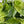 Philodendron Hederaceum ‘Variegata’
