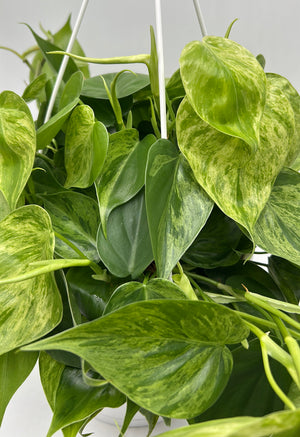 Philodendron Hederaceum ‘Variegata’