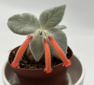 Sinningia Leucotricha Brazilian (Edelweiss)