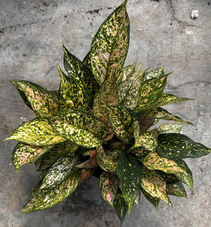 XL Aglaonema ‘Etta Rose’