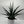 Sansevieria ‘Tiger Crown’