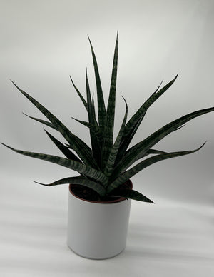 Sansevieria ‘Tiger Crown’