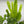Euphorbia Candelabrum