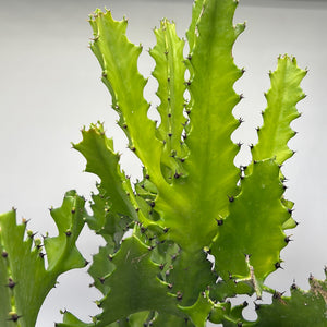 Euphorbia Candelabrum