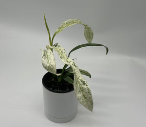 Epipremnum Giganteum ‘Marble Variegated'