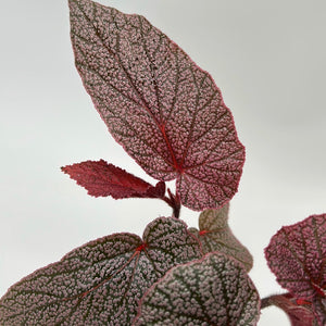 Begonia ‘Maurice Amey’