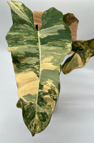 Philodendron 'Brown Beauty'