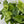 Philodendron Hederaceum ‘Variegata’