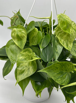 Philodendron Hederaceum ‘Variegata’