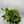 Philodendron Hederaceum ‘Variegata’