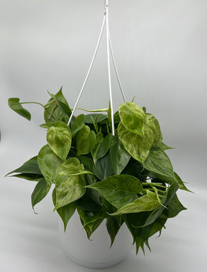 Philodendron Hederaceum ‘Variegata’