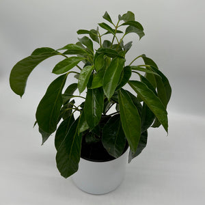 Schefflera Actinophylla ‘Alpine’