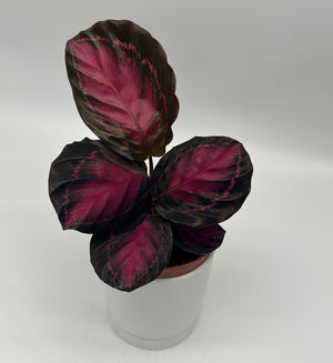 Calathea ‘Purple Rose’