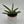 Variegated Sansevieria Boncellensis ‘Starfish’