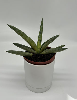Variegated Sansevieria Boncellensis ‘Starfish’